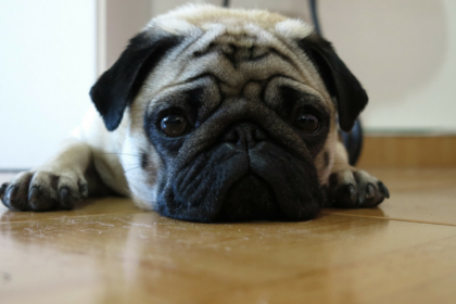 3 Reasons Why Fleas Are So Hard To Get Rid Of