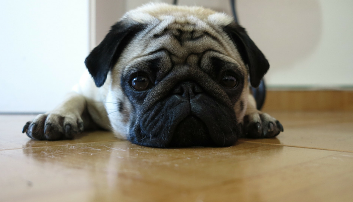 3 Reasons Why Fleas Are So Hard To Get Rid Of