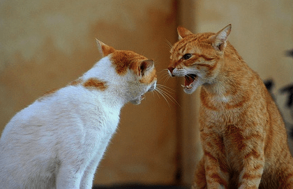 Why Does Older Cat Hiss At New Kitten? | Pawsome Kitty