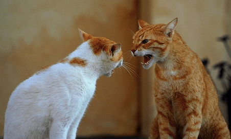Why Does Older Cat Hiss At New Kitten? | Pawsome Kitty