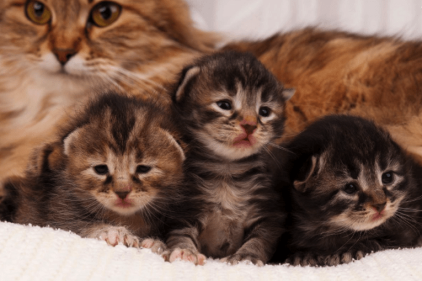 10 Reasons Why Cats Make the Best Pets – Pawsome Kitty