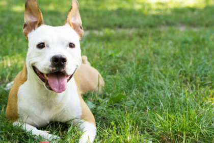 Feeding Your Dog Less May Lead To A Longer Life