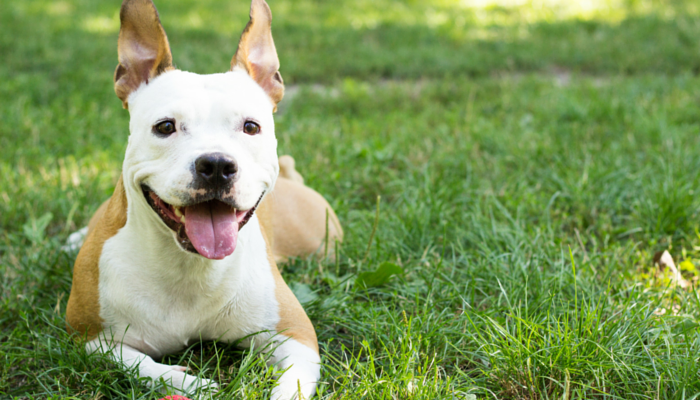 Feeding Your Dog Less May Lead To A Longer Life