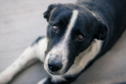 5 Myths About Managing Separation Anxiety in Dogs