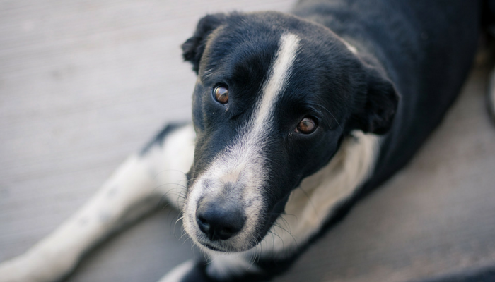 5 Myths About Managing Separation Anxiety in Dogs