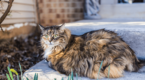 Why Does a Stray Cat Keep Coming To My House | Pawsome Kitty