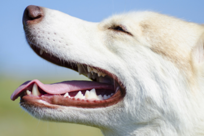 The Benefits of Brushing Your Dogs Teeth Every Day