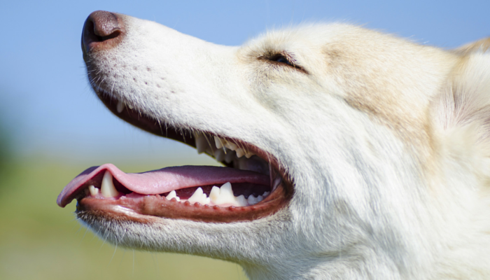 The Benefits of Brushing Your Dogs Teeth Every Day