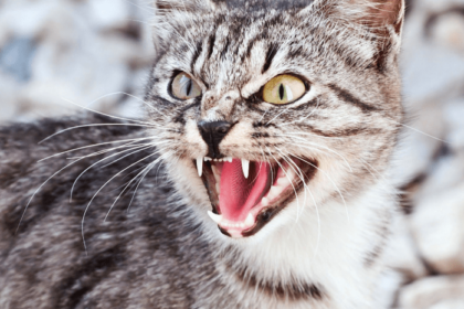 Cat Hissing For No Reason (How to Prevent and Causes) | Pawsome Kitty