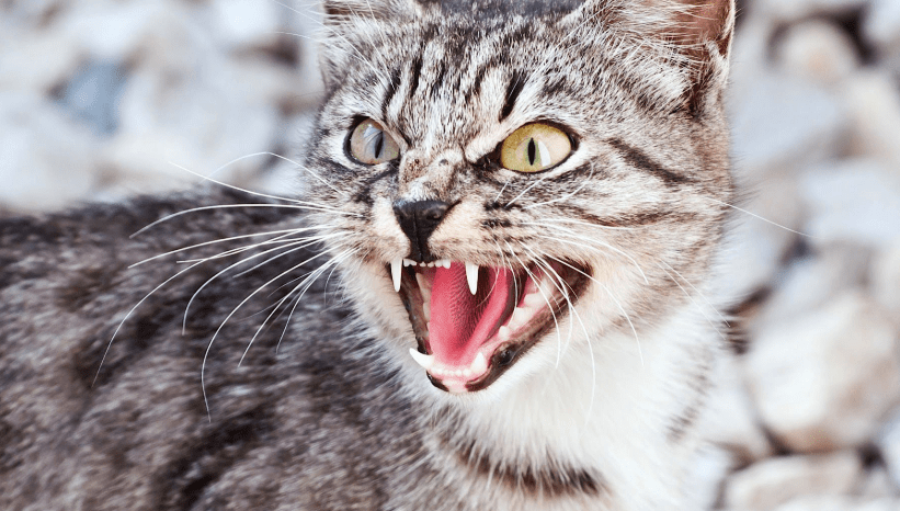 Cat Hissing For No Reason (How to Prevent and Causes) | Pawsome Kitty