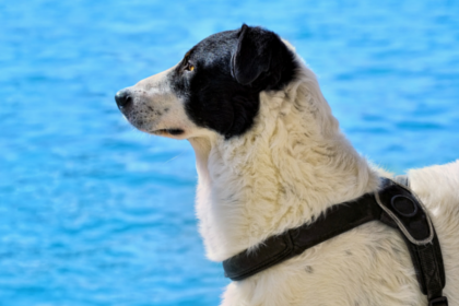 10 Swimming Safety Tips for Your Dog