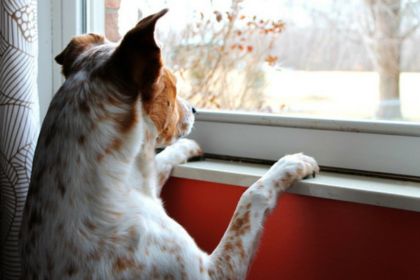 5 Tips for Managing Canine Separation Anxiety