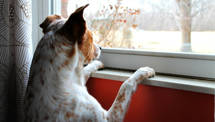 5 Tips for Managing Canine Separation Anxiety