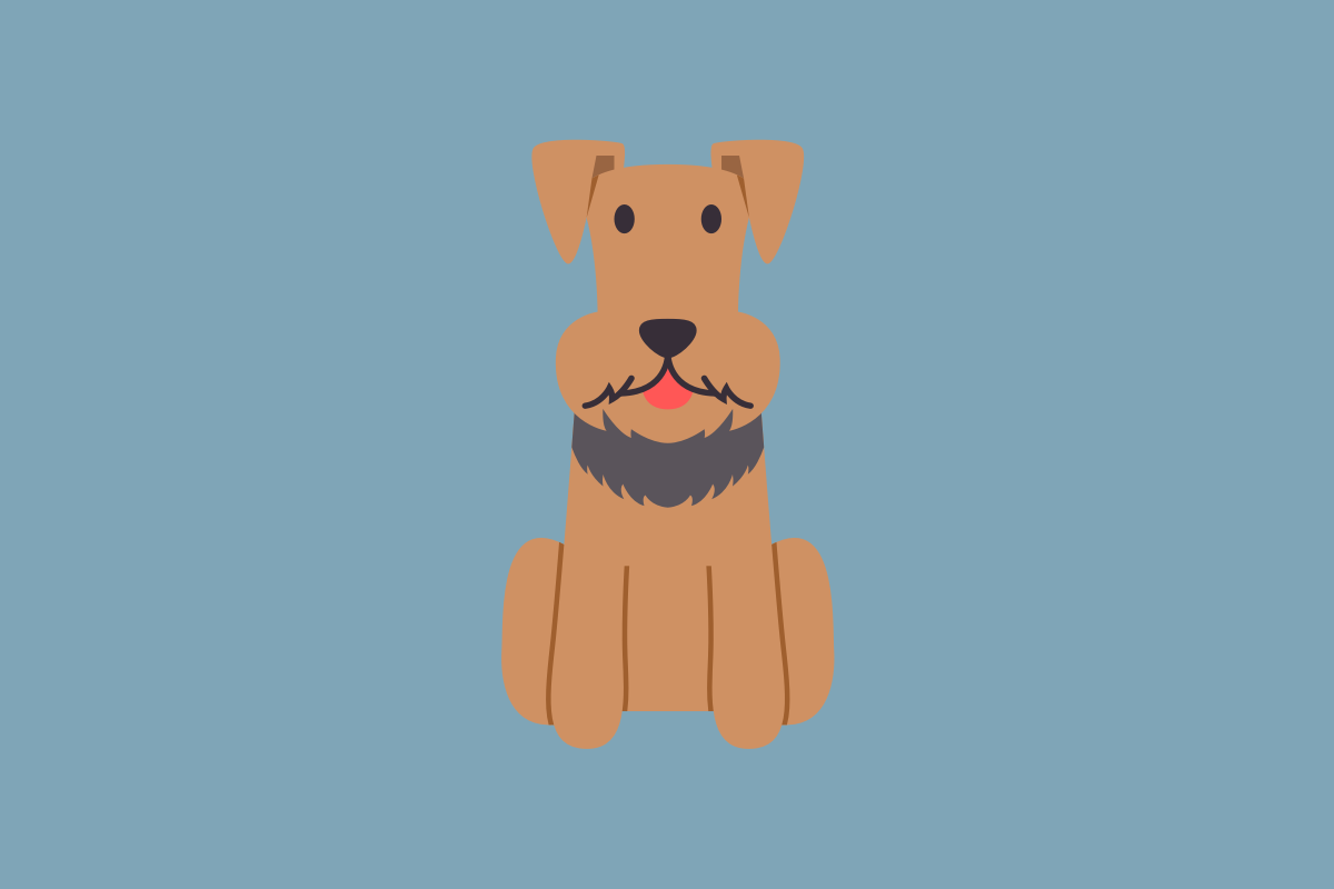 Get to know: the Airedale Terrier Dog Breed, History, Health, Characteristics