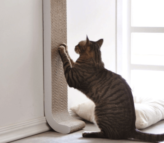 Why Does my Cat Scratch The Wall? (How to Prevent?) | Pawsome Kitty