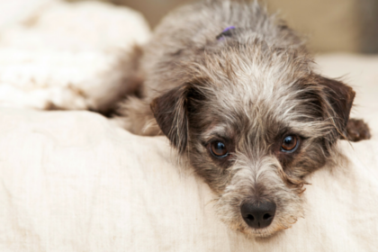 10 Ways to Help Keep Your Arthritic Dog Comfortable