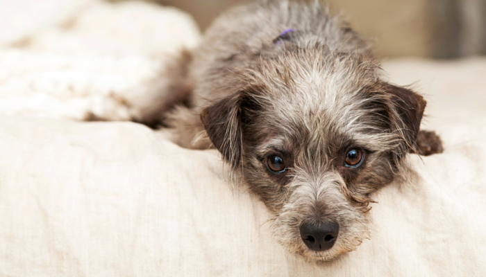 10 Ways to Help Keep Your Arthritic Dog Comfortable