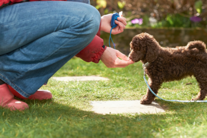 How to Get Started With Clicker Training Your Dog