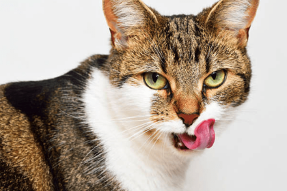 Cat Keeps Licking Lips (What Does it Mean?) | Pawsome Kitty