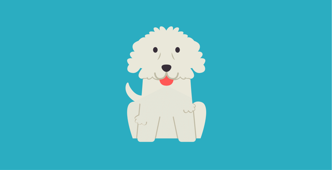 Get to know: the Bichon Frise Dog Breed, History, Health, Characteristics