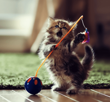 When Do Kittens Calm Down? (Do you have a new Kitty?) | Pawsome Kitty