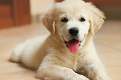 5 Simple Tips For Potty Training Your Puppy