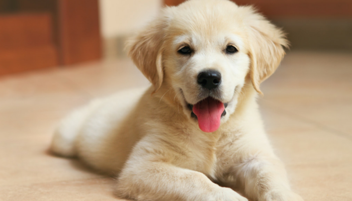 5 Simple Tips For Potty Training Your Puppy