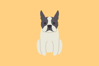 Get to know: the Boston Terrier Dog Breed, History, Health, Characteristics