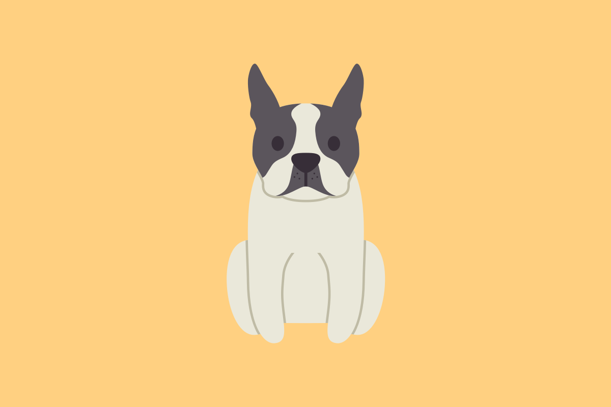 Get to know: the Boston Terrier Dog Breed, History, Health, Characteristics