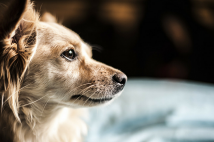 5 Ways to Help a Dog That Limps at Night