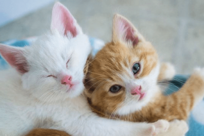 When Do Kittens Start Purring? | Pawsome Kitty