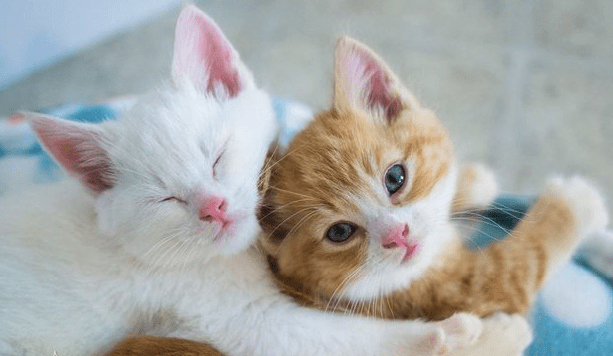 When Do Kittens Start Purring? | Pawsome Kitty