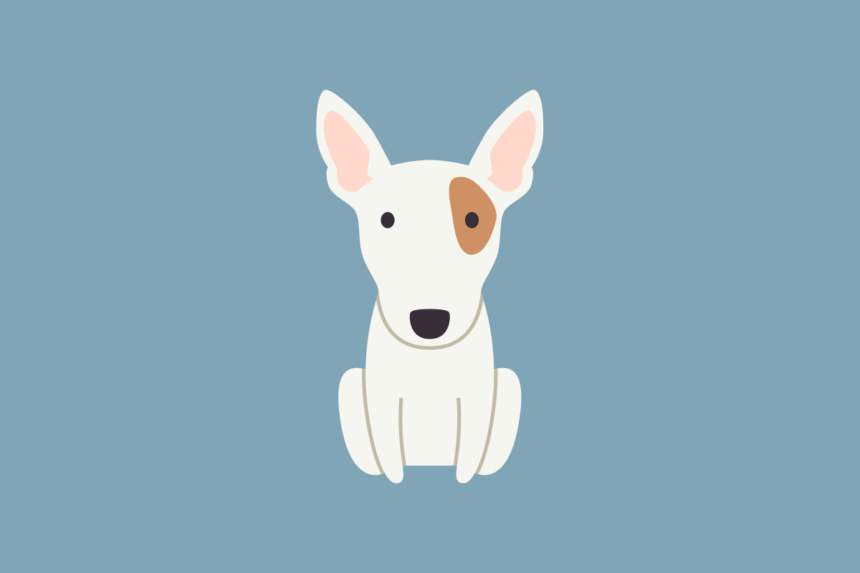 Get to know: the Bull Terrier Dog Breed, History, Health, Characteristics