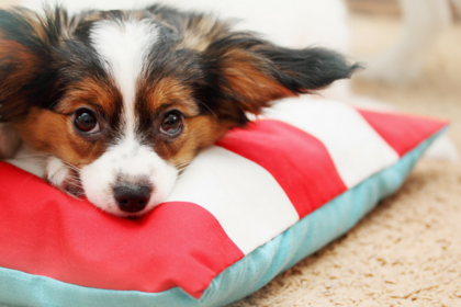 3 Misconceptions About Comforting a Fearful Dog