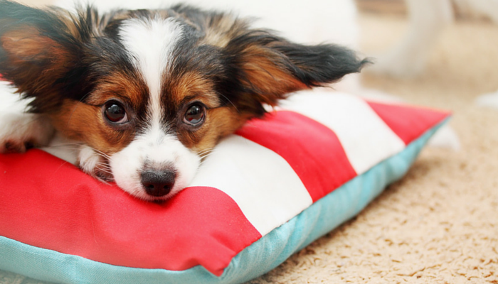 3 Misconceptions About Comforting a Fearful Dog