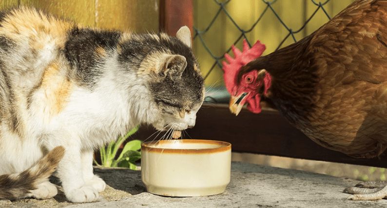 Will Cats Kill Chickens? Can They Live Together? | Pawsome Kitty