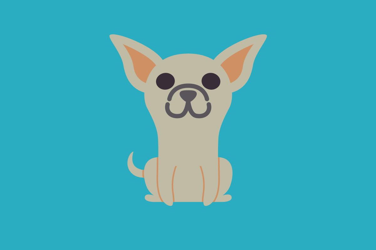 Get to know: the Chihuahua Dog Breed, History, Health, Characteristics