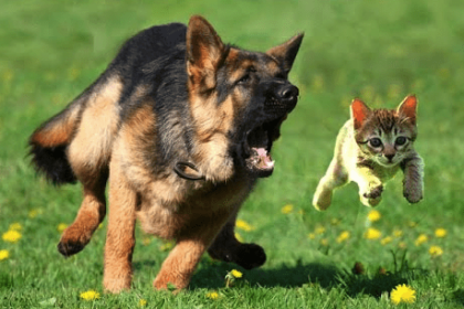 Why Do Dogs Chase Cats? How To Stop It! | Pawsome Kitty