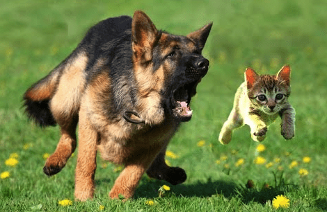 Why Do Dogs Chase Cats? How To Stop It! | Pawsome Kitty