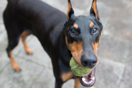 5 Skills You Can Teach Your Dog Through Play