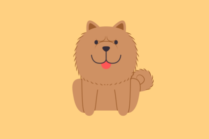 Get to know: the Chow Chow Dog Breed, History, Health, Characteristics