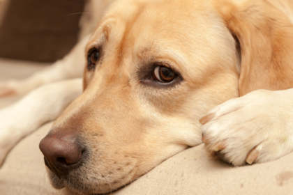 The Risks of Using Ace as a Sedative For Fearful Dogs