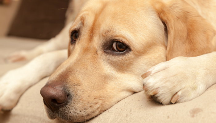 The Risks of Using Ace as a Sedative For Fearful Dogs