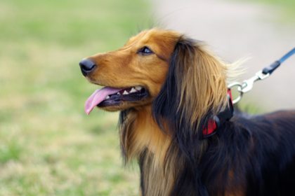 10 Dog Walking Tips Everyone Should Know