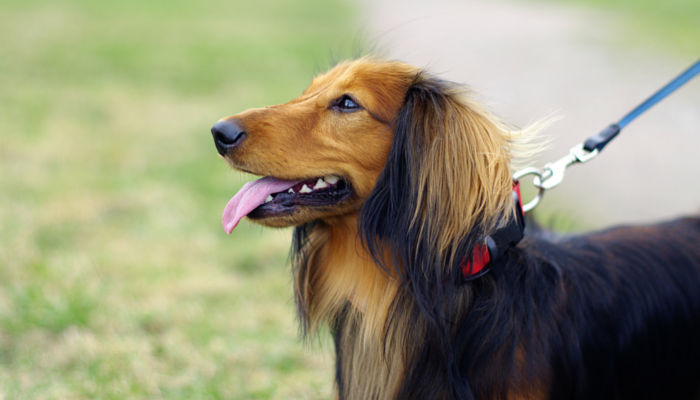 10 Dog Walking Tips Everyone Should Know