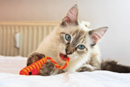 8 Best Cat Toys for Indoor Cats (Updated 2018) | Pawsome Kitty