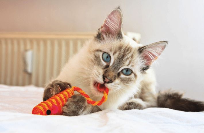 8 Best Cat Toys for Indoor Cats (Updated 2018) | Pawsome Kitty