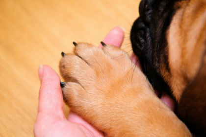 5 Ways to Stop Your Dogs Nail From Bleeding