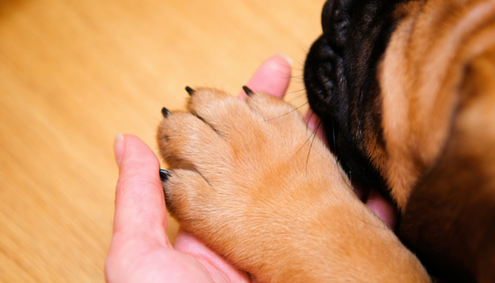 5 Ways to Stop Your Dogs Nail From Bleeding