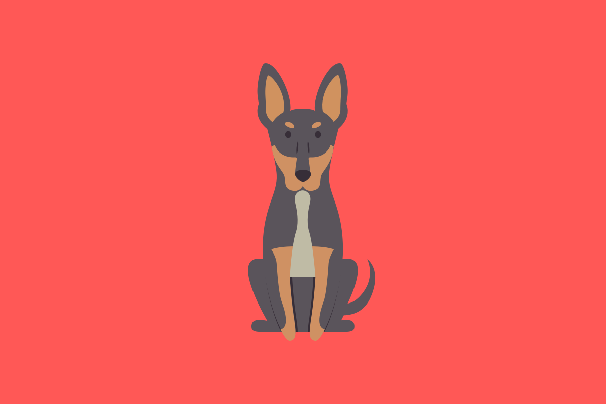 Get to know: the Dobermann Dog Breed, History, Health, Characteristics